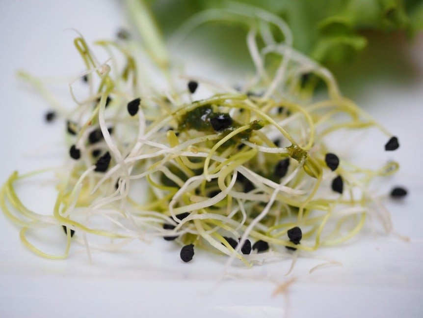 Graines germées : comment cuisiner l'alfalfa germé ?