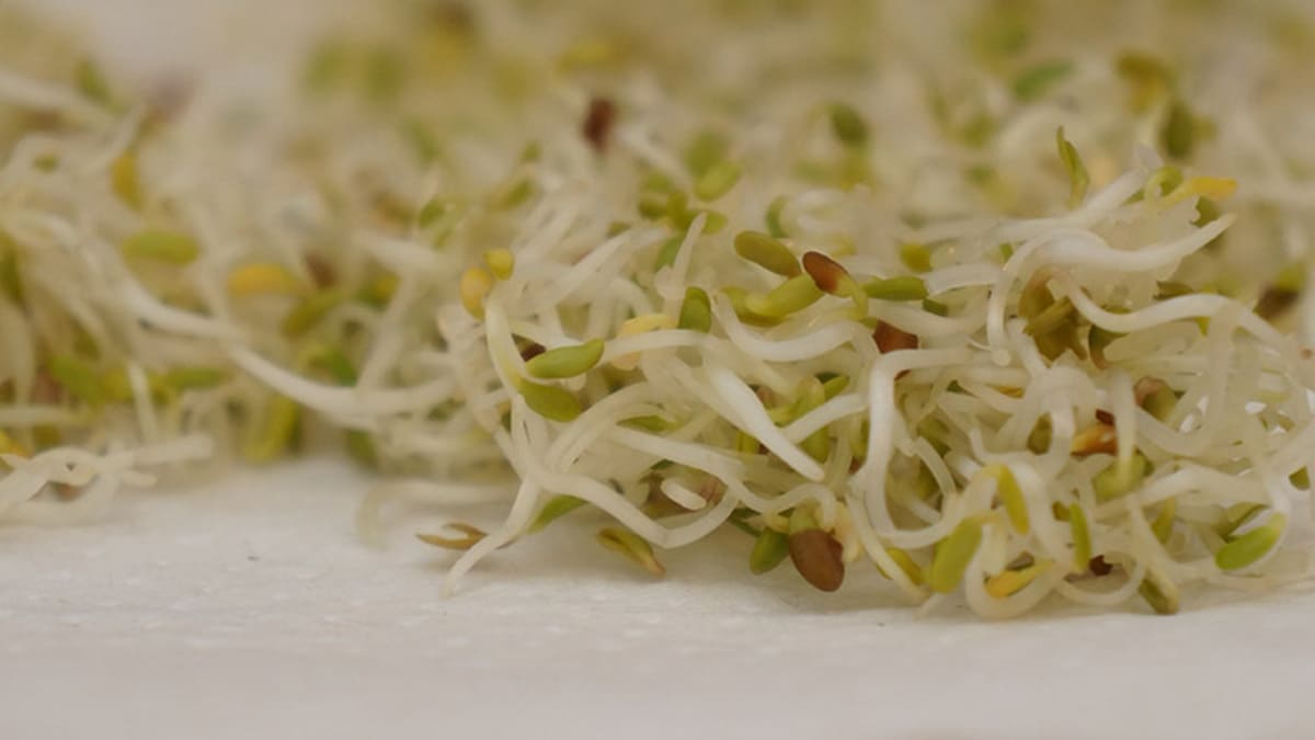 Graines germées d'alfalfa : origine, culture et vertus de la reine de la  germination